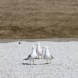 white duck on gray concrete floor during daytime