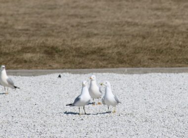 white duck on gray concrete floor during daytime