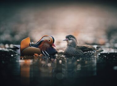a couple of ducks sitting on top of a puddle of water