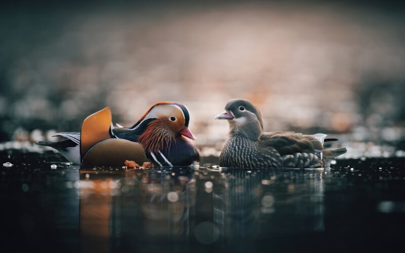 a couple of ducks sitting on top of a puddle of water