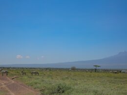 zebras grazing in a field