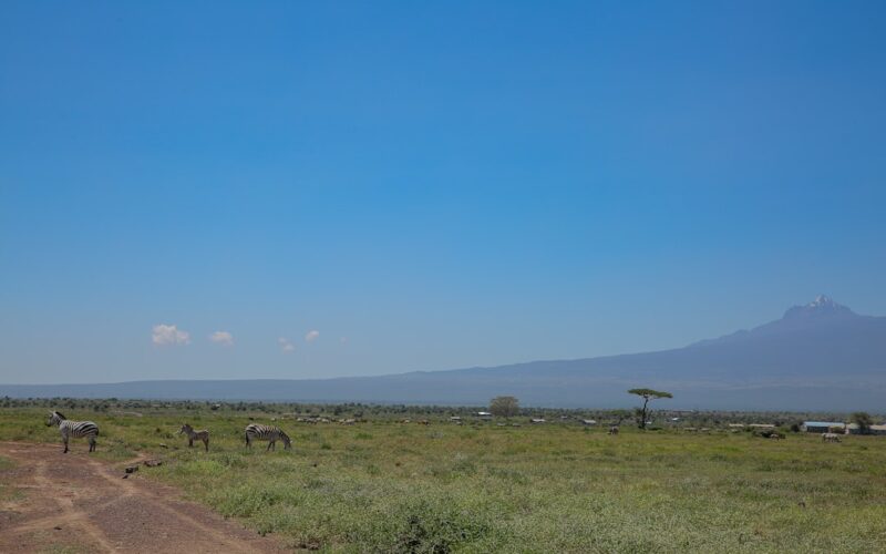 zebras grazing in a field