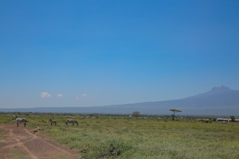 zebras grazing in a field
