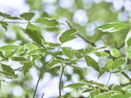 green leaves in tilt shift lens