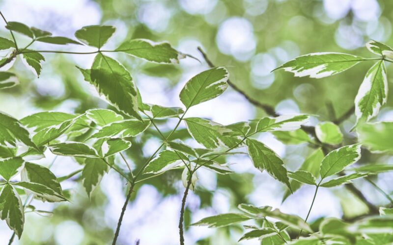 green leaves in tilt shift lens