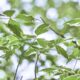 green leaves in tilt shift lens