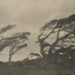 Twisted trees bent by strong winds on a hill.