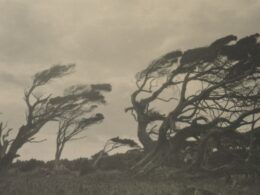 Twisted trees bent by strong winds on a hill.
