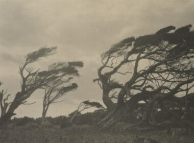 Twisted trees bent by strong winds on a hill.