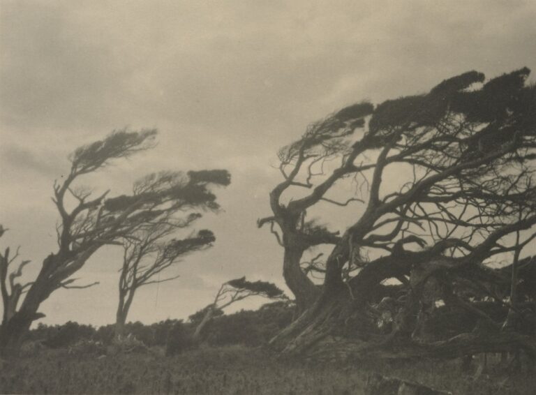 Twisted trees bent by strong winds on a hill.