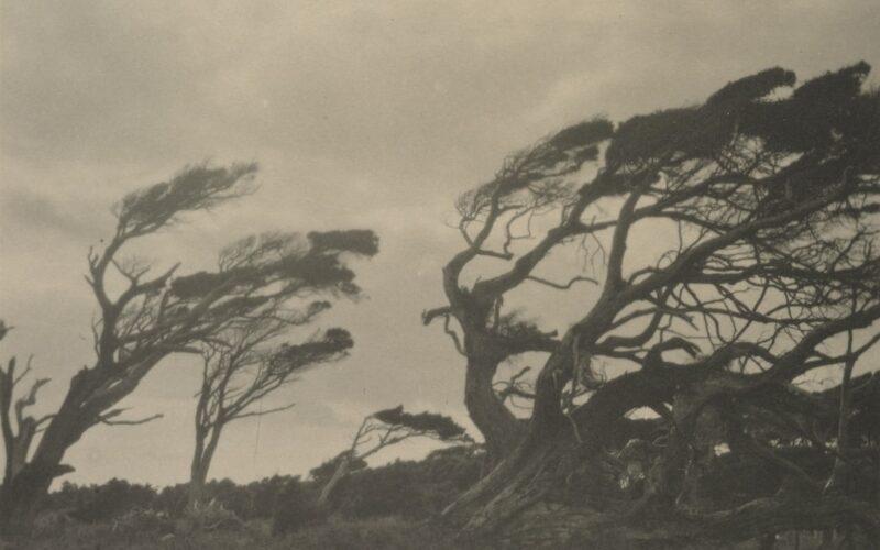 Twisted trees bent by strong winds on a hill.