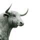 bull grayscale photo