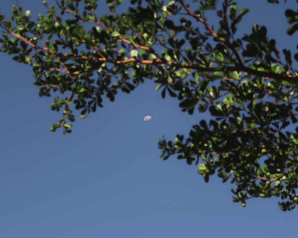a tree branch with a half moon in the sky
