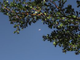 a tree branch with a half moon in the sky
