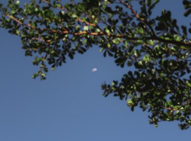 a tree branch with a half moon in the sky
