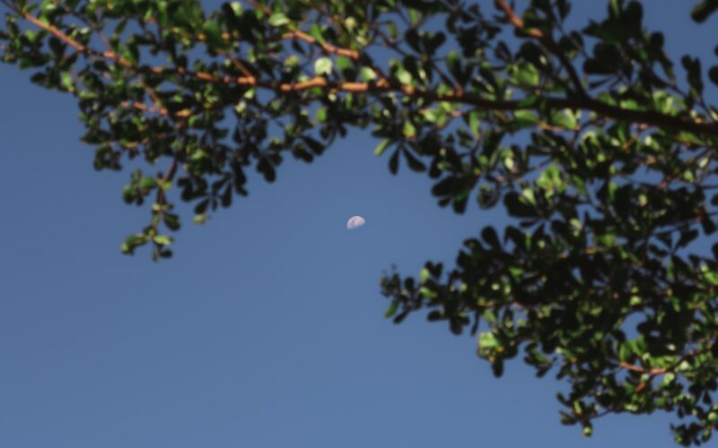 a tree branch with a half moon in the sky
