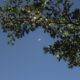 a tree branch with a half moon in the sky