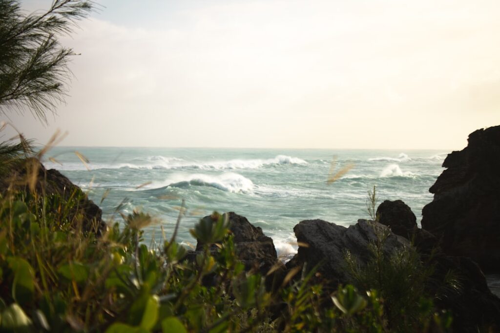 green grass on rocky shore during daytime