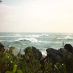 green grass on rocky shore during daytime