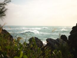 green grass on rocky shore during daytime