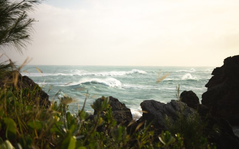 green grass on rocky shore during daytime