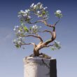 a bonsai tree growing out of a concrete block