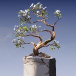 a bonsai tree growing out of a concrete block