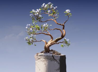 a bonsai tree growing out of a concrete block