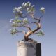 a bonsai tree growing out of a concrete block