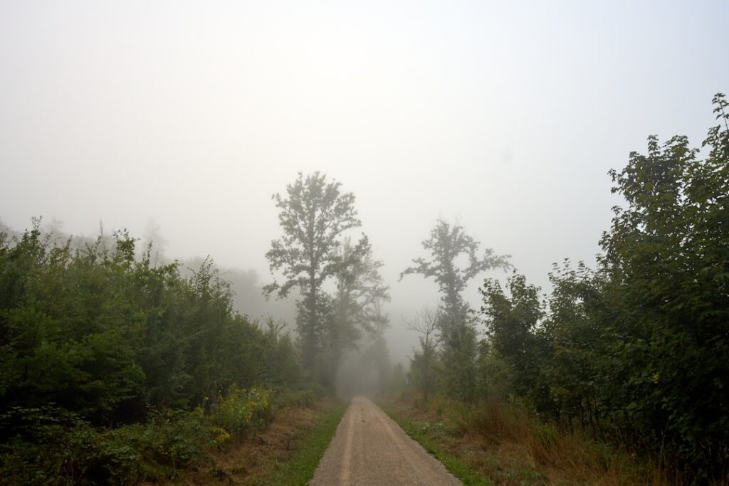 A foggy path leads through a dense forest.