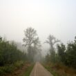 A foggy path leads through a dense forest.