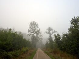 A foggy path leads through a dense forest.