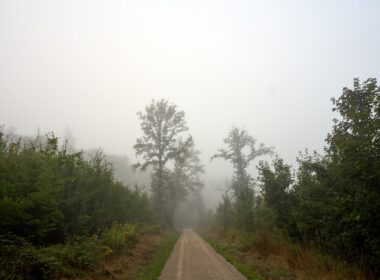 A foggy path leads through a dense forest.