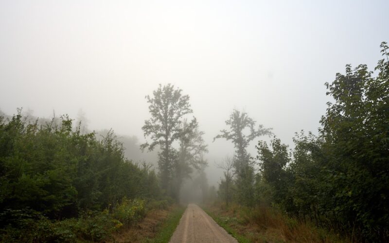 A foggy path leads through a dense forest.