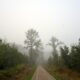 A foggy path leads through a dense forest.