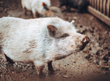 A pig that is standing in the dirt