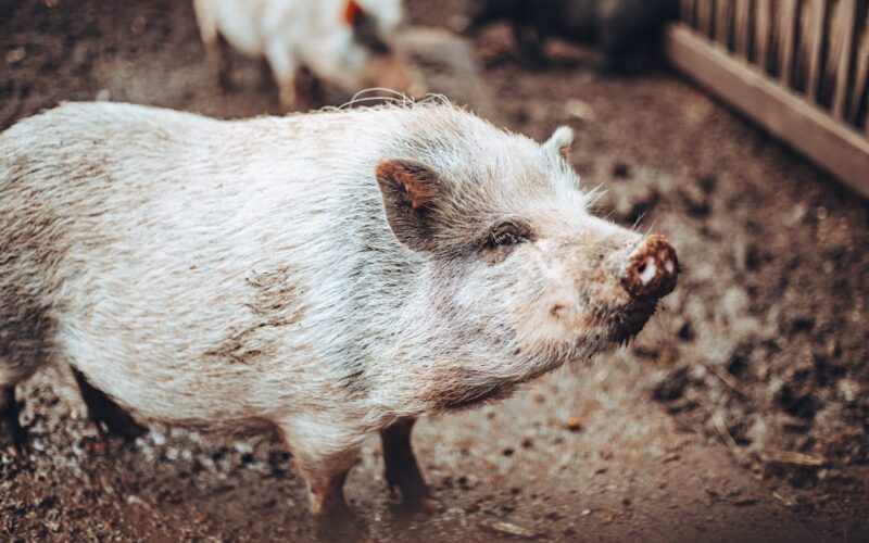 A pig that is standing in the dirt