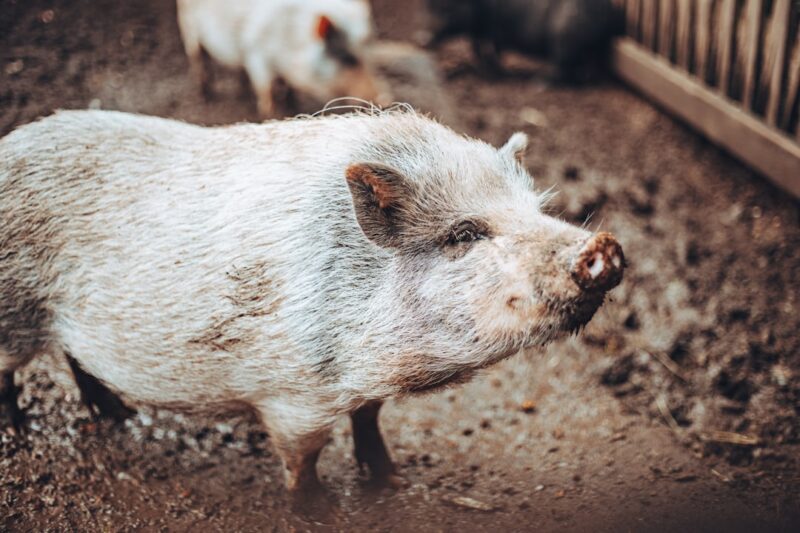 A pig that is standing in the dirt