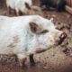 A pig that is standing in the dirt