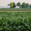 a field of corn with a farm in the background