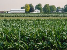 a field of corn with a farm in the background