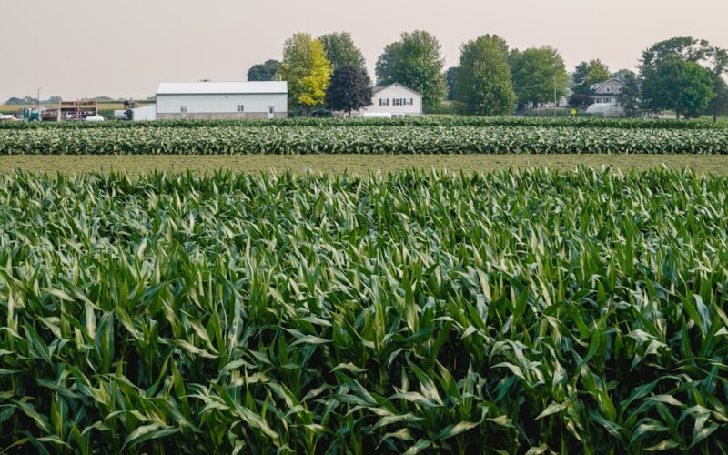 a field of corn with a farm in the background