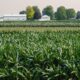 a field of corn with a farm in the background