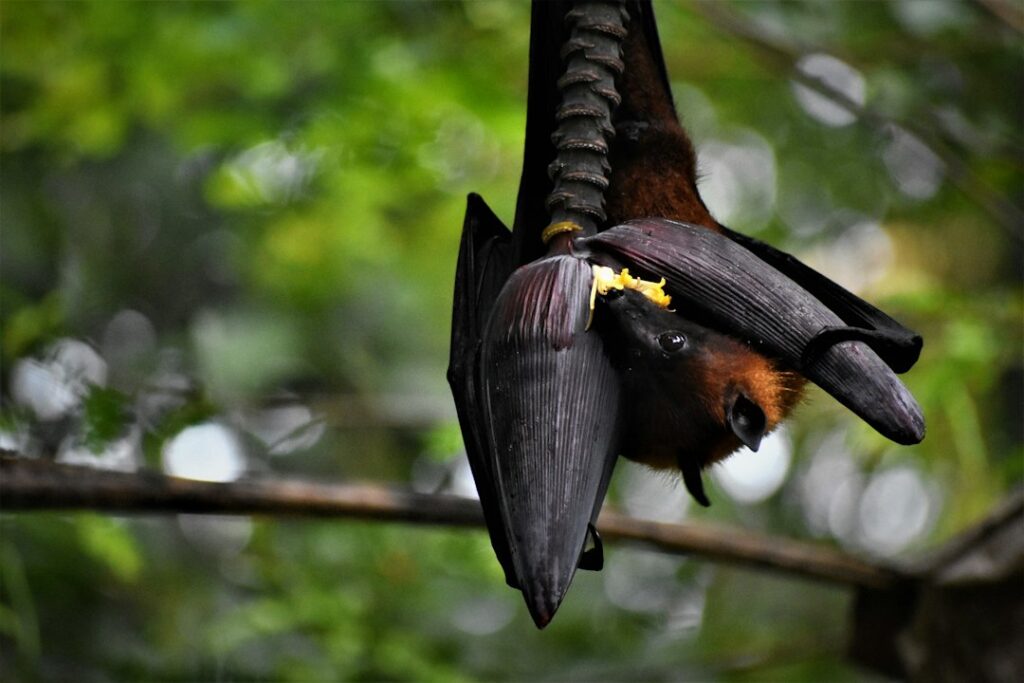 black and brown bird on brown wooden branch during daytime