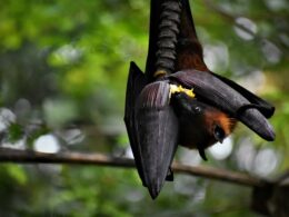 black and brown bird on brown wooden branch during daytime