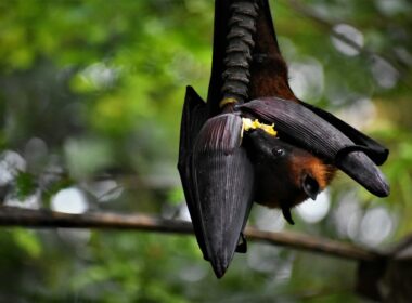 black and brown bird on brown wooden branch during daytime