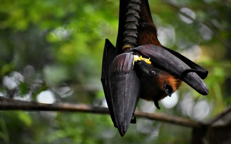 black and brown bird on brown wooden branch during daytime