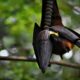 black and brown bird on brown wooden branch during daytime
